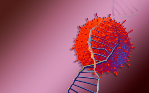 Malattie trasmesse dai roditori e come prevenirle